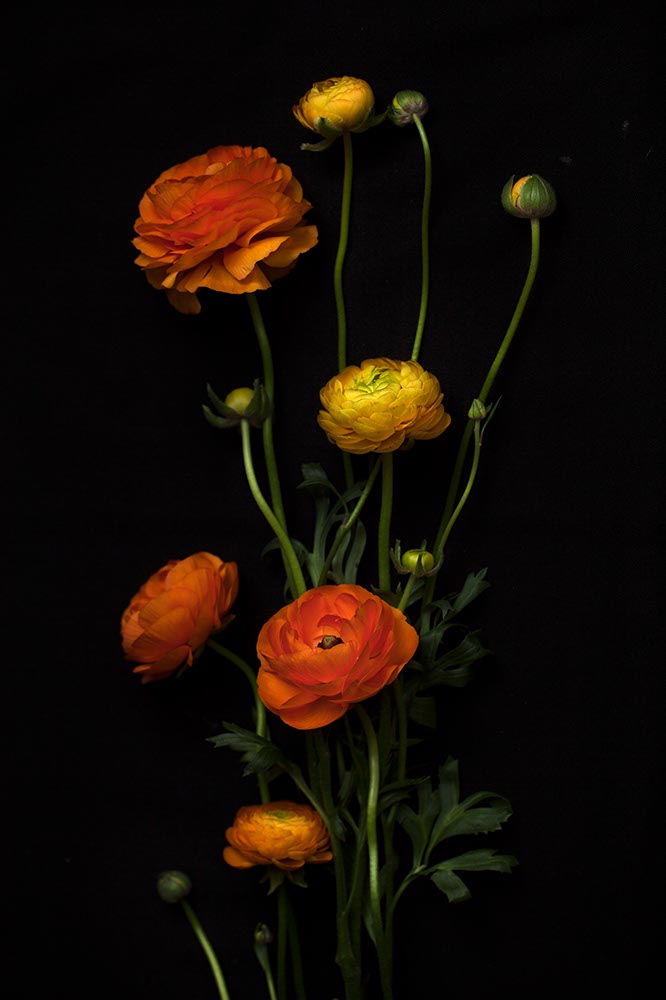 Ranunculus, orange and yellow