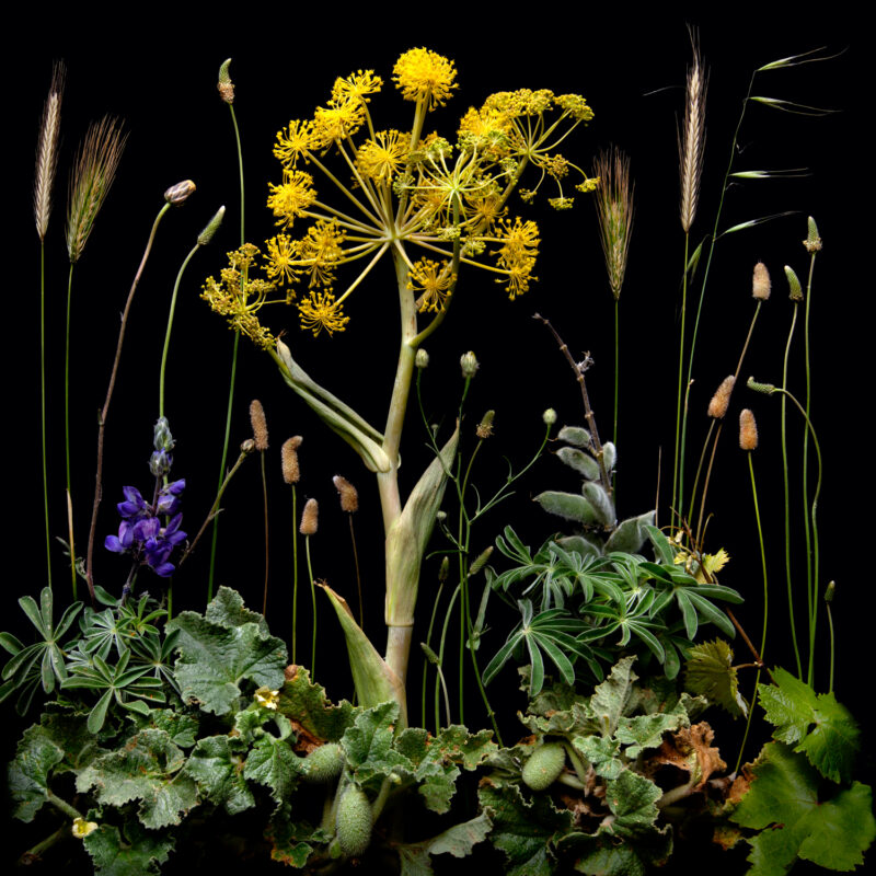 Plant blindness: Tinos fennel and lupin. Wild construct series. Tinos, Greece. #0225