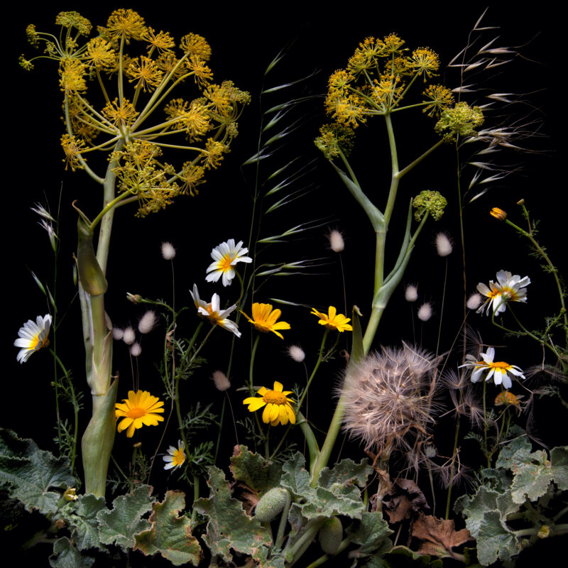 Plant blindness: Tinos fennel and crown daisy. Wild construct series. Tinos, Greece. #0227